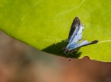 $ Martial Scrub-Hairstreak _MKR1735.jpg