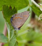 Red-banded Hairstreak _MG_1739.jpg