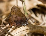 Brown Elfin _11R2609.jpg