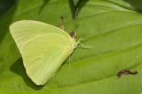 Cloudless Sulphur male _5MK3137.jpg