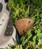 Common Wood-Nymph _I9I9304.jpg