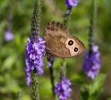 Common Wood-nymph _MG_9016.jpg