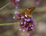 Silver-spotted Skipper _I9I0596.jpg