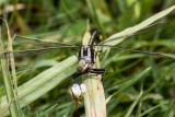 Pronghorn Clubtail male face #2015-02 _2MK6442.jpg