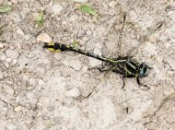Pronghorn Clubtail male caudal appendages #2015-09 _MKR3807.jpg