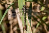 Russet-tipped Clubtail male #2015-05 _2MK2599.jpg