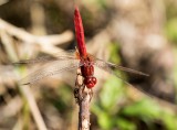 Scarlet Skimmer male _MKR3535.jpg