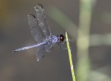 Slaty Skimmer male _MKR6187.jpg