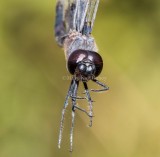 Black Saddlebags male #2015-02 _2MK1242.jpg