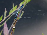 Familiar Bluet pair _MKR8542.jpg