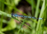 Marsh Bluet male #2015-02 _2MK8342.jpg