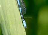 Marsh Bluet male #2015-36 caudal appendages _MKR0160.jpg
