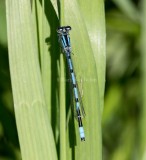 Marsh Bluet male #2015-38 _MKR0234.jpg