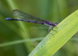 VARIABLE DANCER or VIOLET DANCER (Argia fumipennis)
