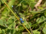 Blue-fronted Dancer male _2MK0585.jpg