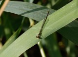 Fragile Forktail male _2MK2303.jpg