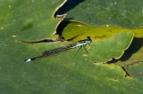 Ramburs Forktail male _2MK1893.jpg