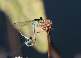 Ramburs Forktail male of mating pair _MKR9921.jpg