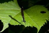 EBONY JEWELWINGS (Calopteryx maculata)