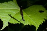 Ebony Jewelwing female _H9G4028.jpg