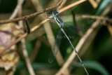 Slender Spreadwing male #2015-11 _2MK0726.jpg