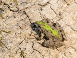 Blanchards Cricket Frog _2MK0853.jpg