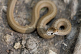 Brown Snake _11R4049.jpg
