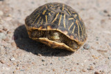 Ornate Box Turtle _11R5986.jpg