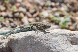 Common Side-blotched Lizard _MG_0588.jpg