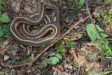 Garter Snake _11R1216.jpg