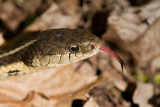 Garter Snake _I9I0592.jpg