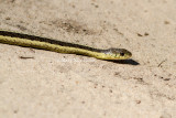 Garter Snake _MKR2026.jpg