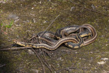 Garter Snake mating _11R1134.jpg