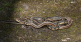 Garter Snake mating _11R1144.jpg