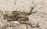 Plains Garter Snake _I9I1445.jpg