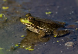 Green Frog _H9G4173.jpg