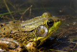 Green Frog _I9I1789.jpg