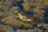 Green Frog with ant on nose  _I9I5961.jpg