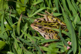 Northern Leopard Frog _11R8972.jpg