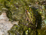 Northern Leopard Frog _7MK4388.jpg