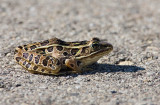 Northern Leopard Frog _H9G2398.jpg