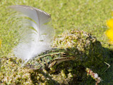 Northern Leopard Frog _MG_9266.jpg