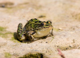 Northern Leopard Frog _S9S8045.jpg