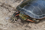 Painted Turtle _MG_6473.jpg