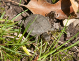 Painted Turtle baby _I9I0460.jpg