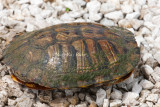 Pond Slider Carapace _11R3734.jpg