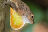 Puerto Rican Crested Anole 2 _MKR2978.jpg
