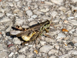 Migratory Grasshoppers Mating _MG_0565.jpg