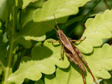 Walshs Short-winged Grasshopper _MG_9193.jpg