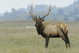 Elk D4EC5818.jpg